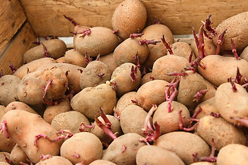 Image showing Sprouting potato tubers in wooden box