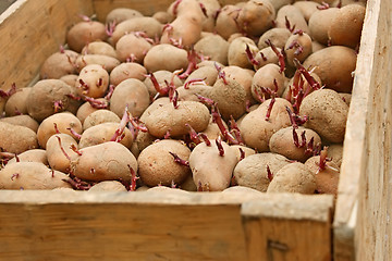 Image showing Potato in wooden box before planting