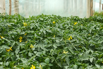 Image showing Flowering tomato seedlings before planting