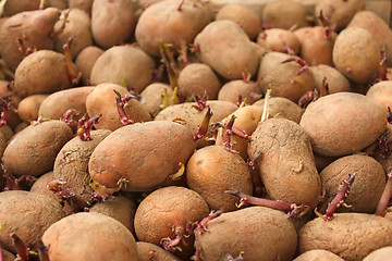 Image showing Heap of sprouting potato tubers