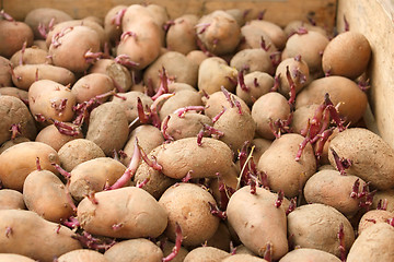 Image showing Sprouting potato tubers before planting