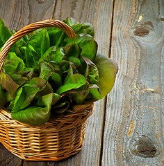 Image showing Butterhead Lettuce