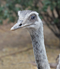 Image showing Rhea Bird