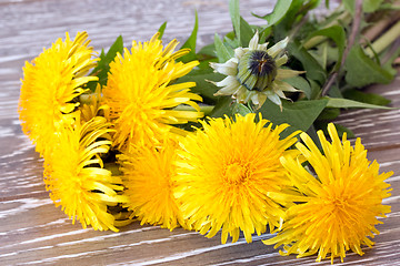 Image showing Close-up of dandelion