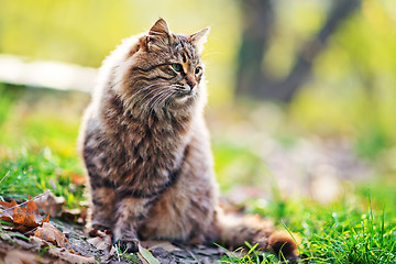 Image showing cat in park