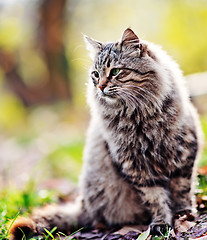 Image showing cat in park
