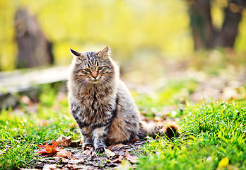 Image showing cat in park