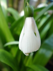 Image showing Flower bud