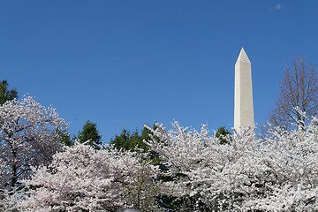 Image showing Cherry trees by the Washington Memorial