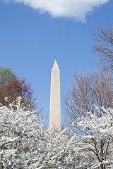 Image showing Washington memorial in spring