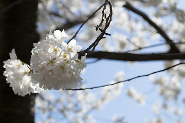 Image showing Cherry blossoms bunch