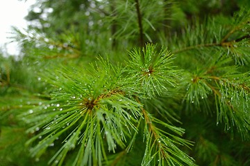 Image showing Pine needle after the rain