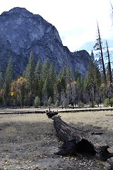 Image showing Dead tree in Kings Canyon