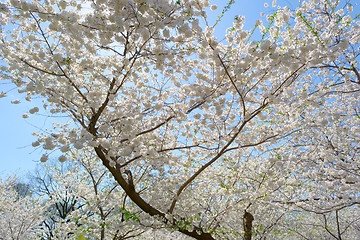 Image showing Cherry blossom tree