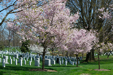 Image showing Pink cherry tree at the Arlington Cemetery 