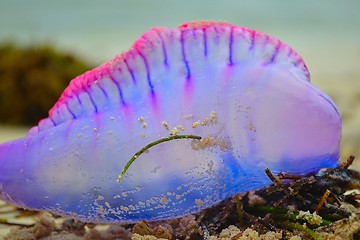 Image showing Purple jelly fish