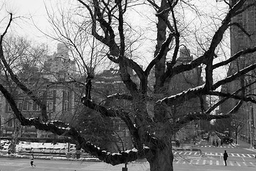 Image showing Leaf less tree by the entrance of Central Park