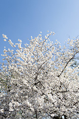 Image showing White tree