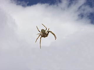 Image showing Spider_1