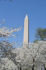 Image showing Washington Memorial during the Cherry Blosom festival