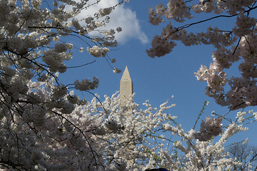 Image showing Washington Memorial and cherry trees