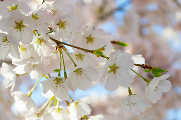 Image showing Sakura pink and white flowers