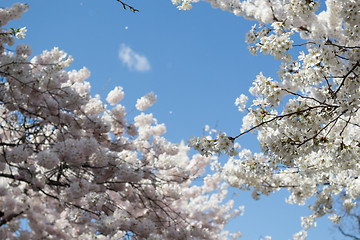 Image showing Bunch of flowers