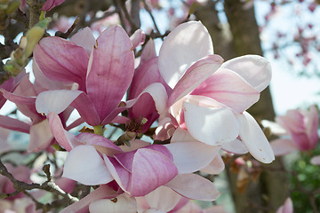 Image showing Tulip tree flower