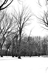 Image showing White snow in Central Park