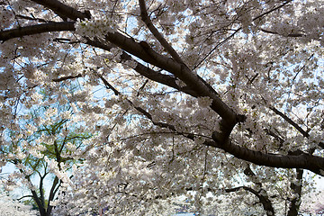 Image showing Cherry tree with blossoms