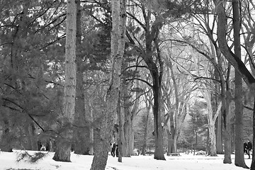 Image showing Between snow and trees