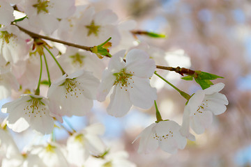 Image showing Cherry tree flowers side by side