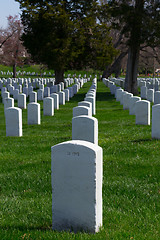 Image showing Lines of gravestones