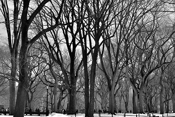 Image showing Leavless trees in Central Park