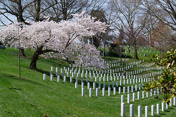 Image showing Spring coming to the Arlington Cemetery 