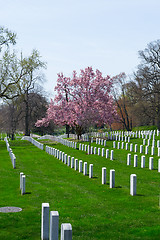 Image showing Cherry blossom at the Arlington Cemetery 