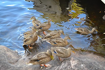 Image showing Duck family