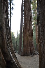 Image showing Family of giants