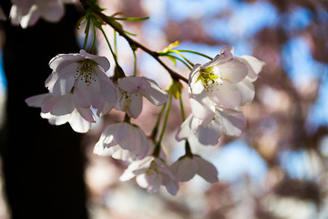 Image showing Sakura blossoms