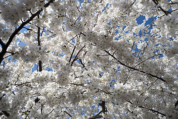 Image showing Cherry tree flowers