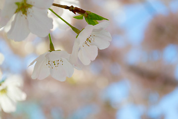Image showing Two cherry tree flowers