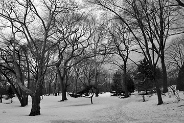 Image showing Central Park covered with snow