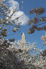 Image showing Washington Memorial between pink flowers