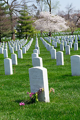 Image showing Cherry tree at the Arlington Cemetery 