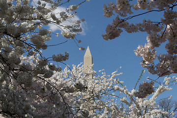 Image showing Top of the Washington Memorial between flowers