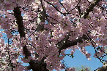 Image showing Pink Sakura flowers