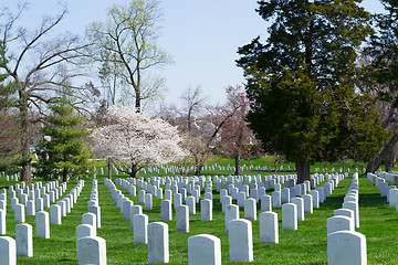 Image showing Gravestones at the Arlington Cemetery 