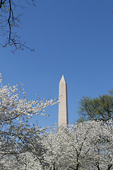 Image showing Washington Memorial with white flowers