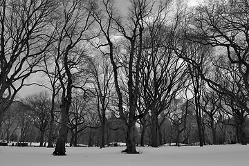 Image showing Black and white snowy central park