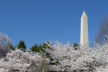 Image showing Washington Memorial overseeing the cherry blossom festival